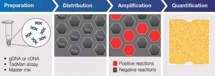 數字PCR技術原理 數字PCR技術原理