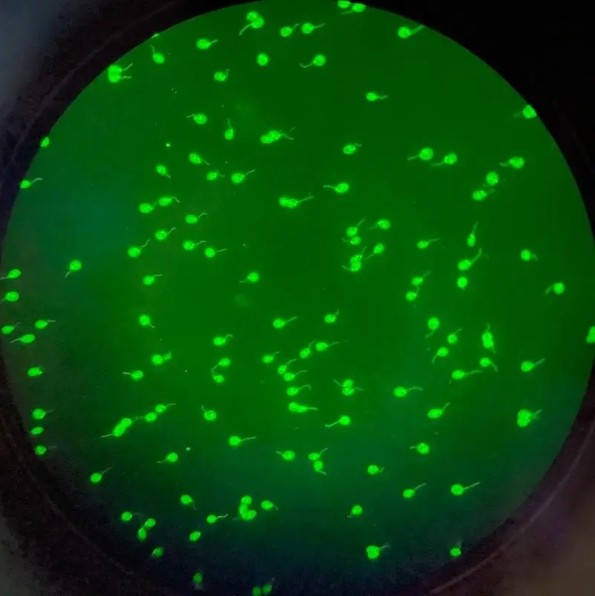 窄帶濾光片熒光檢測 窄帶濾光片熒光檢測