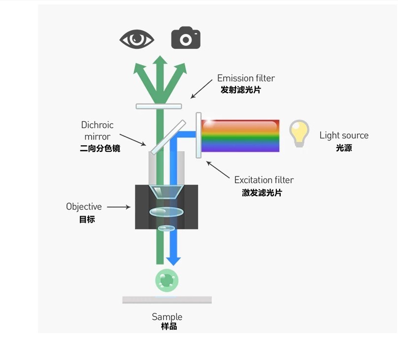 二向色鏡熒光顯微鏡分析應用原理圖 二向色鏡熒光顯微鏡分析應用原理圖